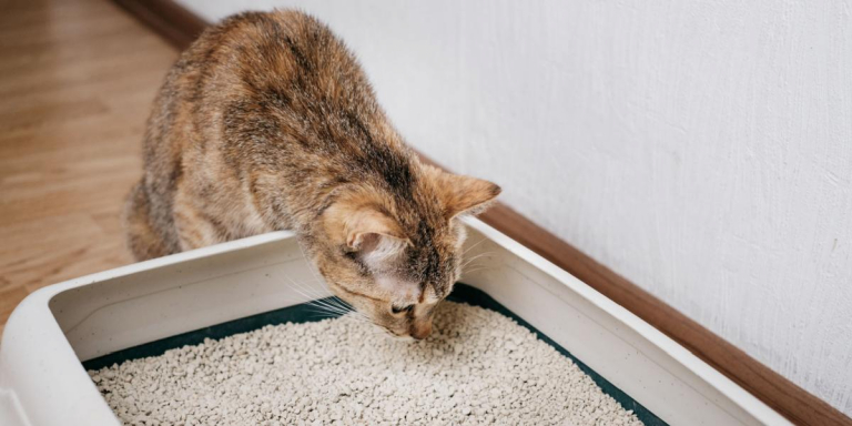 How Do Cats Know To Use a Litter Box?