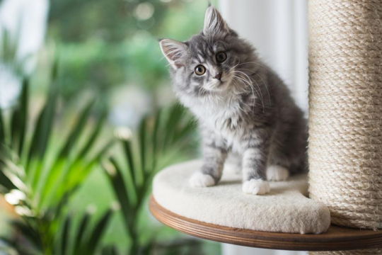How To Get A Cat To Use A Cat Tree In 6 Simple Steps