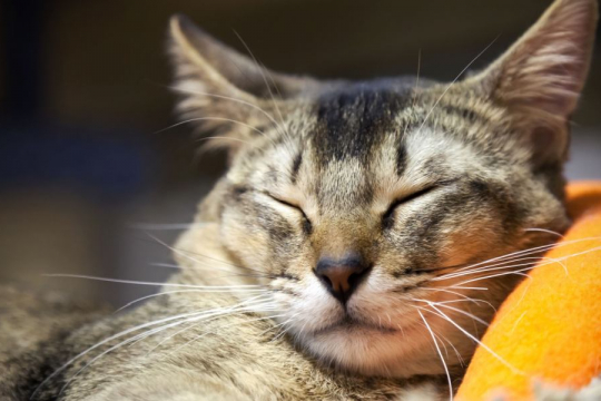 Why Do Cats Have Whiskers?