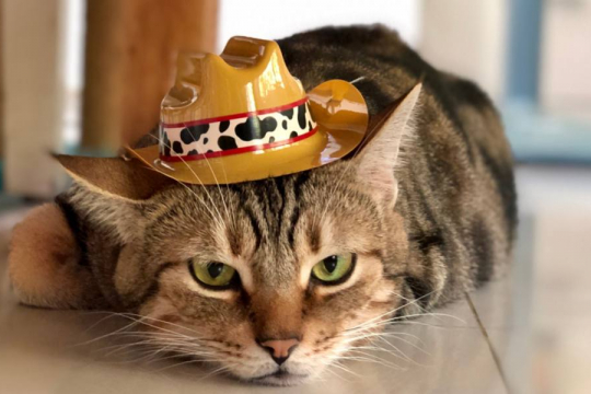 150 Country Cat Names For Your Male & Female Cat