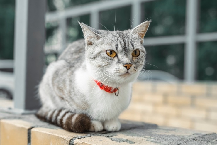 cute-American-Cat