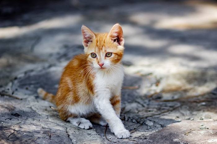 Female cat radiating elegance and grace