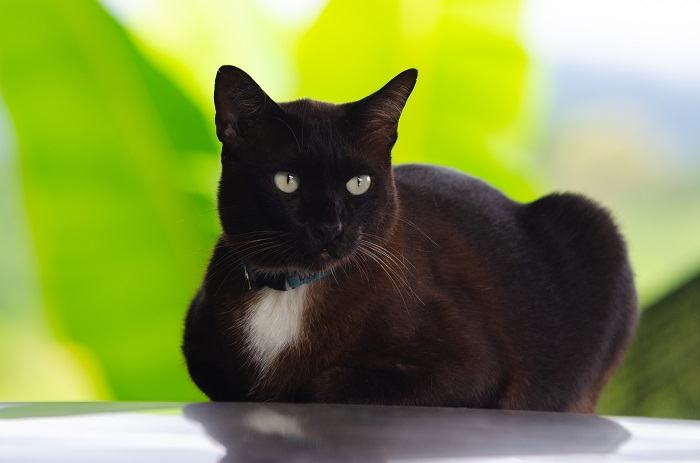 Female coffee-colored cat, showcasing its warm and inviting coat