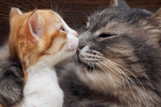 How To Introduce A New Kitten To An Older Cat