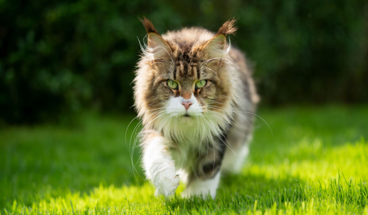 korean-cute-cat