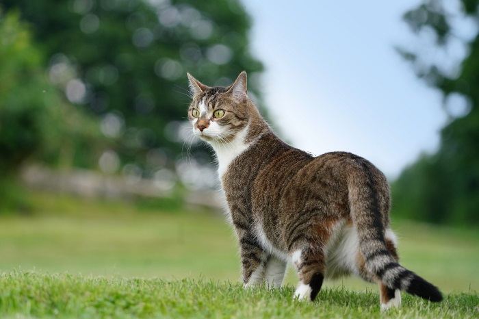 Majestic image of a cat, radiating a sense of noble presence and charisma