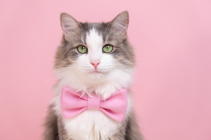 majestic-cat