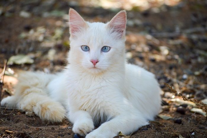 White cat gazing directly into the camera, capturing its captivating and inquisitive expression