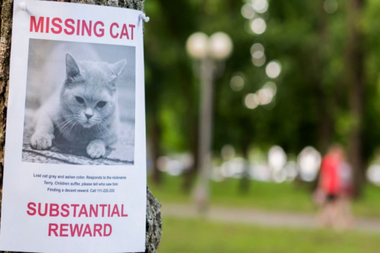 Why Do Cats Run Away From Home?