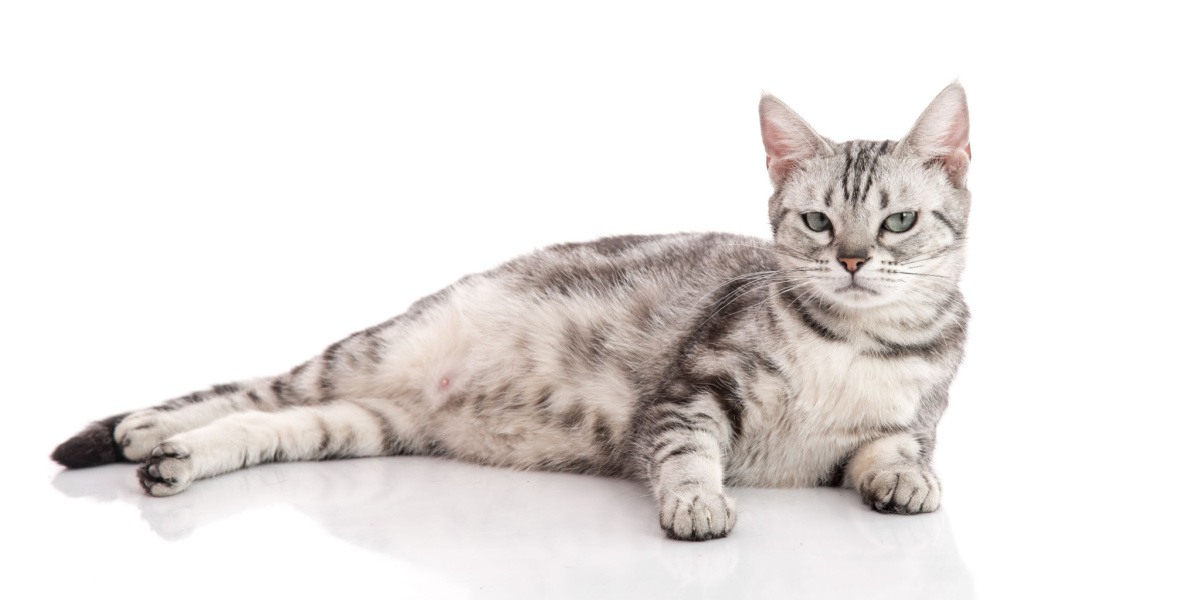 An image of a pregnant cat resting comfortably.