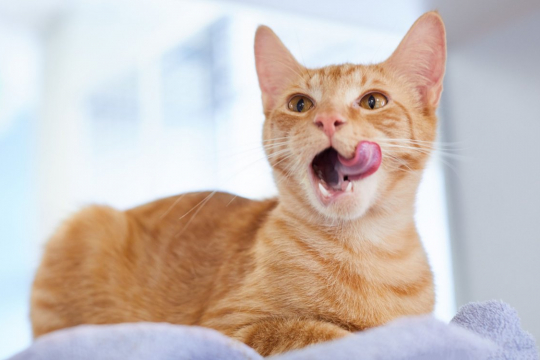 Why Are Cats’ Tongues Rough?