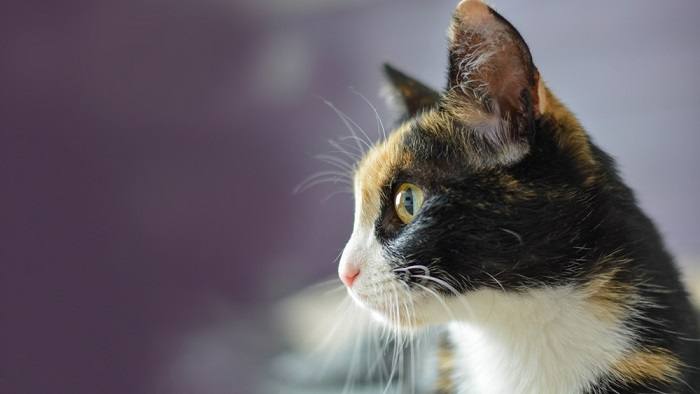 Side view of a cat, capturing its distinctive profile and posture.