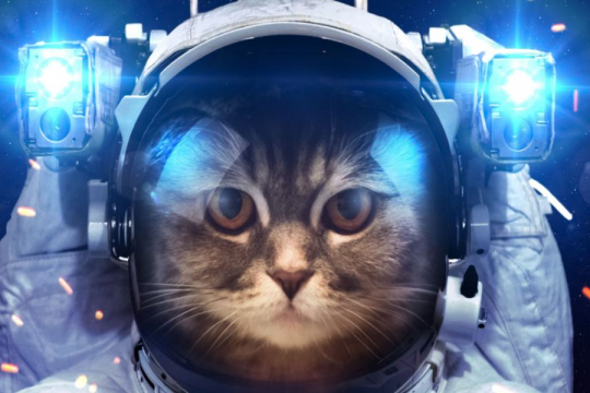 150 Best Space Names For Cats