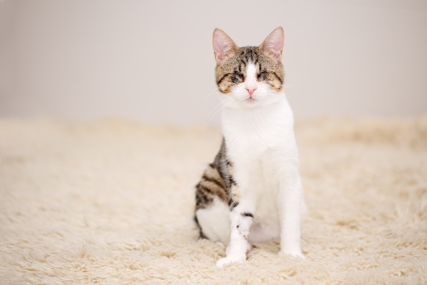 An image highlighting a special needs cat, showcasing the beauty, resilience, and unique qualities that make these cats extraordinary companions despite any challenges they may face.