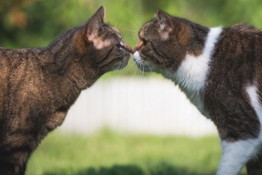 What Are Cat Pheromones And Do They Really Work?