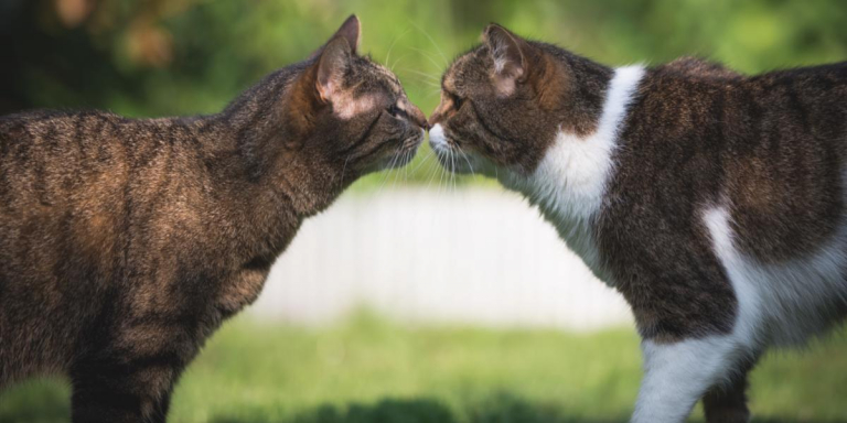 What Are Cat Pheromones And Do They Really Work?