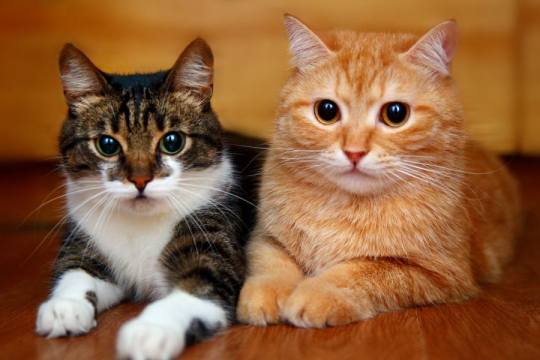 Do Cats Get Jealous Of Other Cats?