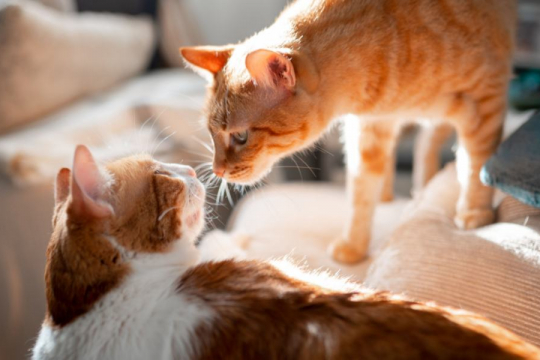 How to Get Cats To Like Each Other In 10 Simple Steps
