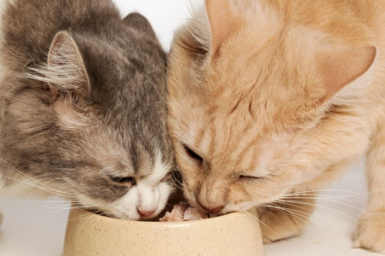 Why Does My Cat Steal My Other Cat's Food?