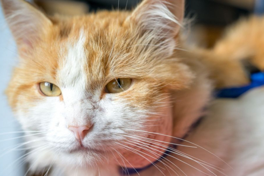 Abscesses in Cats: Causes, Symptoms, and Treatment