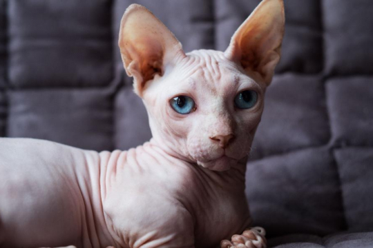 200+ Hairless Cat Names: Unique Ideas For Bold Cats