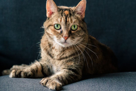 150 Best Polydactyl Cat Names: Unique Ideas For Cats With Extra Toes