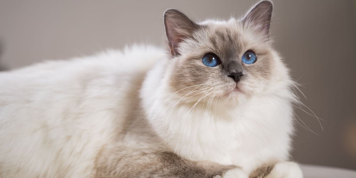 Birman cat