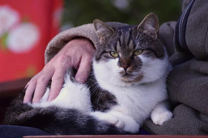 A black and white cat sitting contentedly on its owner's lap.