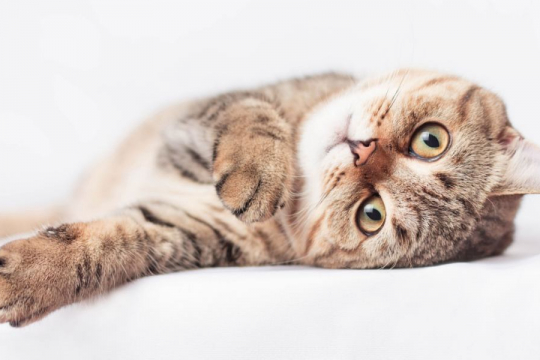 Is My Cat Bored? 9 Signs To Watch Out For