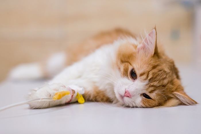 Image depicting a cat receiving injectable anesthesia during a medical procedure.