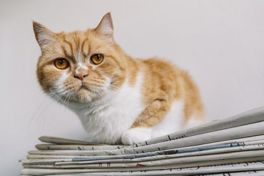 Why Cats Like To Sit on Paper? Top 7 Reasons