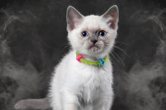 Is Burning Incense Bad for Cats?