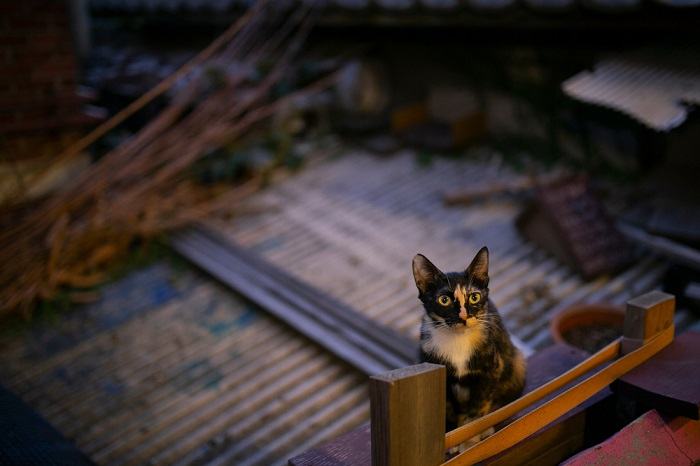 Cat at night outdoors