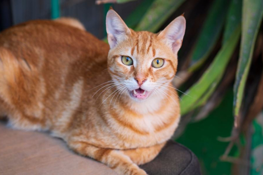 Why Do Cats Bob Their Heads? A Veterinarian Explains