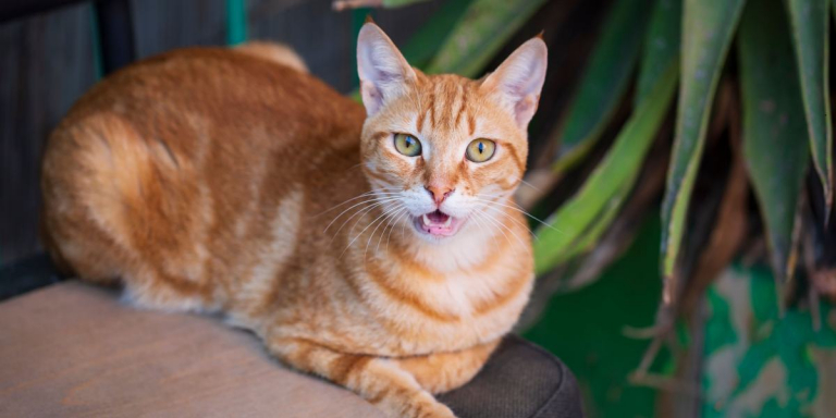 Why Do Cats Bob Their Heads? A Veterinarian Explains