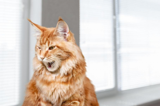 Why Do Cats Chatter?