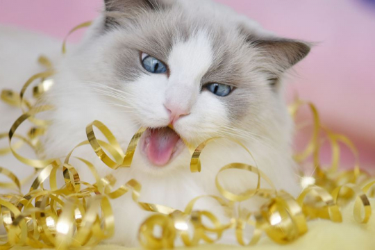 What To Do When Your Cat Swallows a Foreign Object