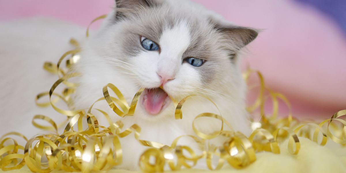 Cat chewing on an object (Ragdoll breed).