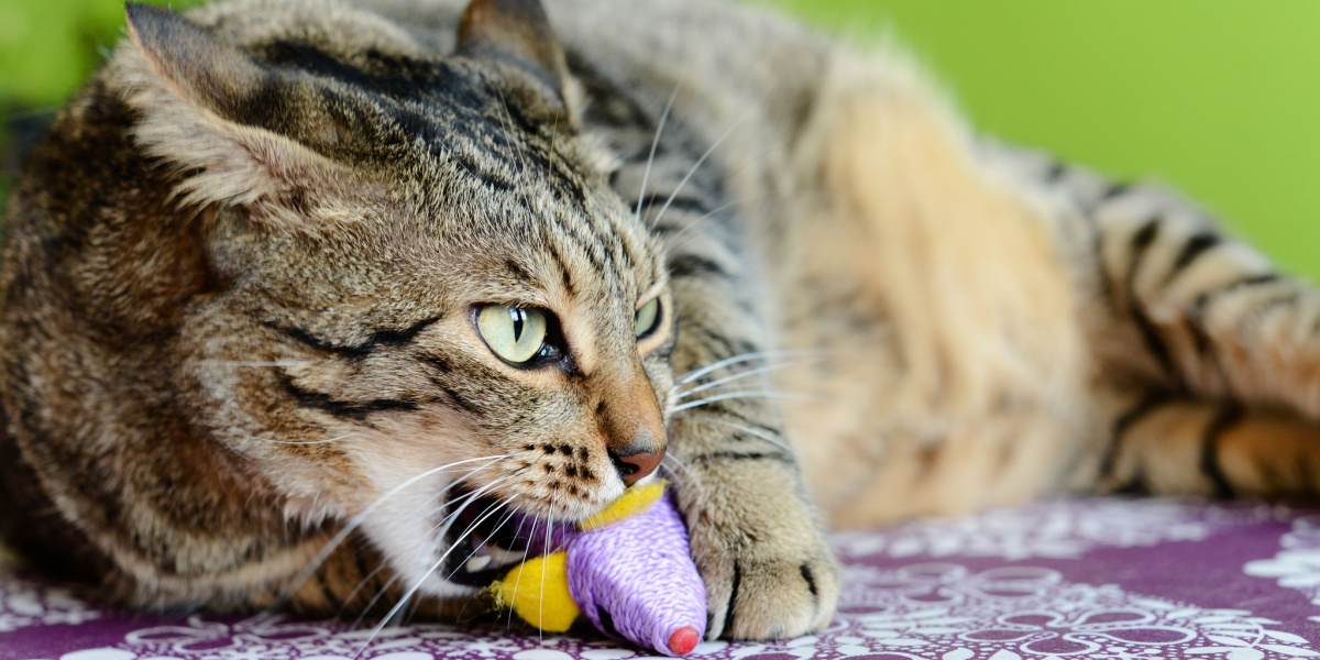 Cat chewing on plastic.