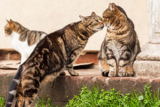 How Do Cats Communicate With Each Other? A Veterinarian Explains