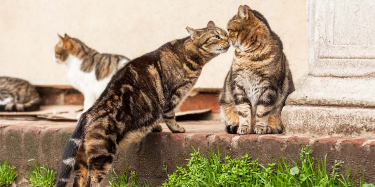 How Do Cats Communicate With Each Other? A Veterinarian Explains
