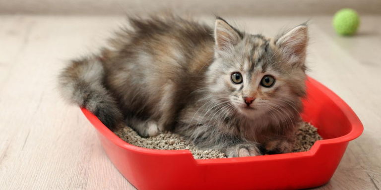 Why Do Cats Dig In Their Litter Box?