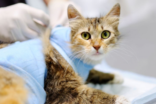 11 Signs That You Need to Get Your Cat To the Emergency Room