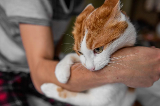 Why Doesn’t My Cat Cuddle With Me? Top 6 Reasons
