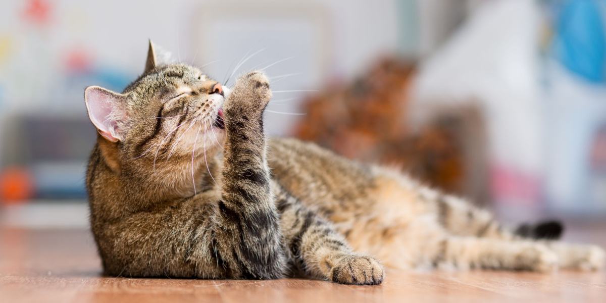 Fastidious cat engaged in a thorough grooming session, ensuring its coat remains clean and well-maintained.