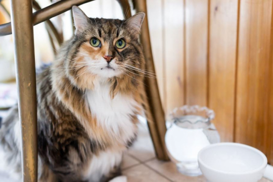 Why Do Cats Try To Bury Their Food?