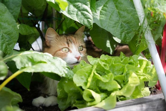 Cat hiding