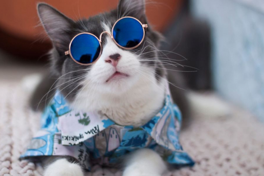 150 Best Hawaiian Cat Names With Meanings