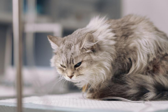 12 Warning Signs Your Cat Is in Pain