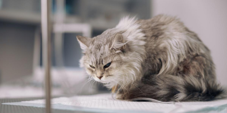 12 Warning Signs Your Cat Is in Pain